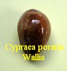 Cypraea poraria, Linné 1758 wallis